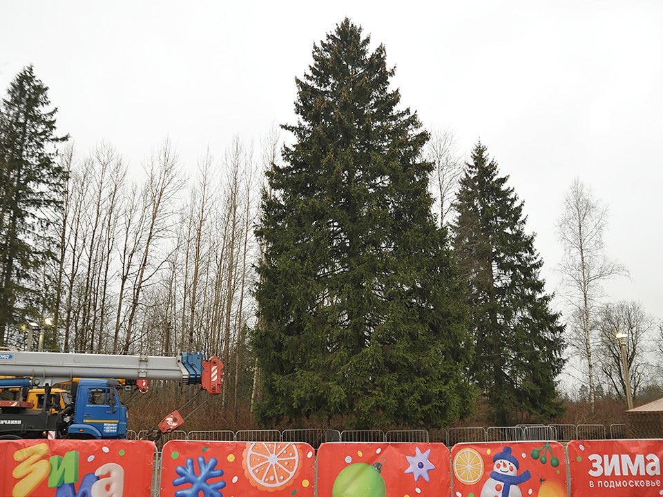 Главную новогоднюю ель страны отправили из Подмосковья в Кремль