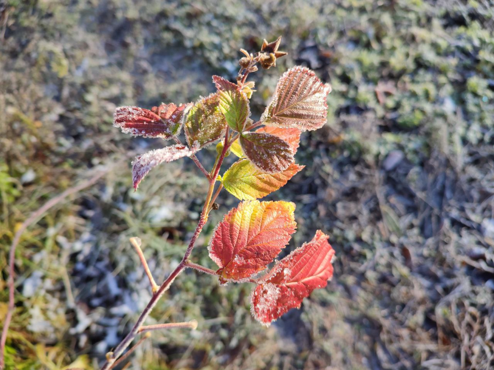Дожди, заморозки, днем до +4°: циклон с Атлантики продолжит раскачивать тепло в Подмосковье