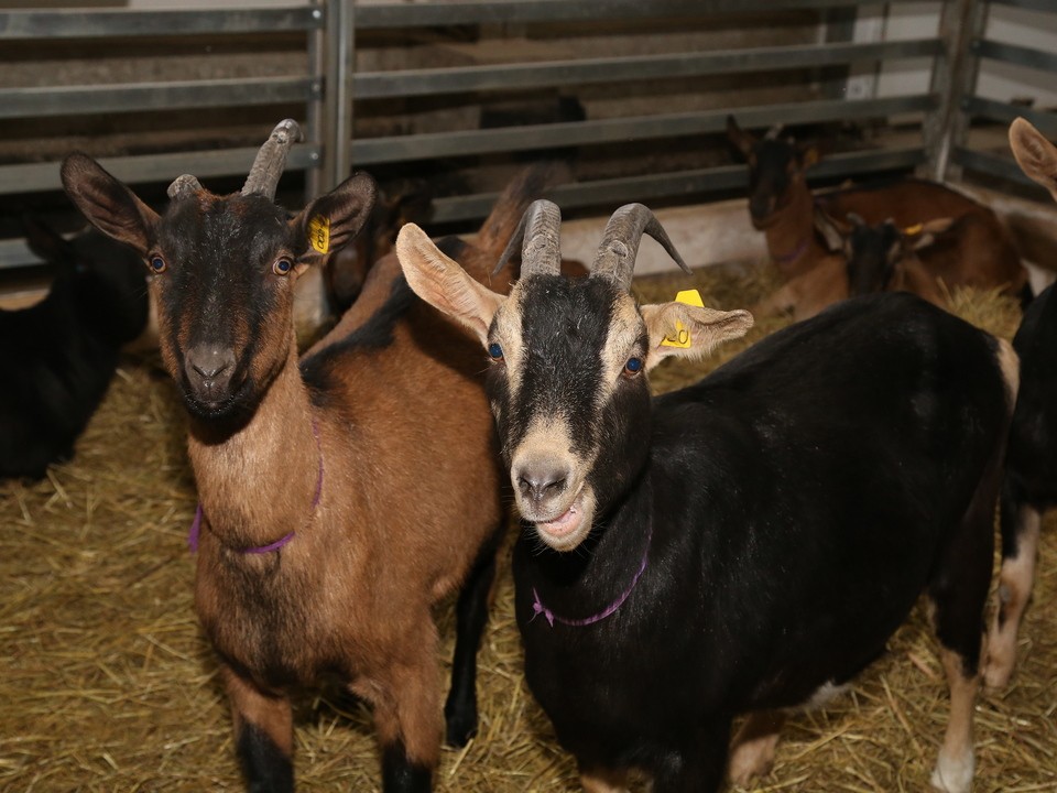 Луховицкая экоферма завоевала Национальную туристическую премию