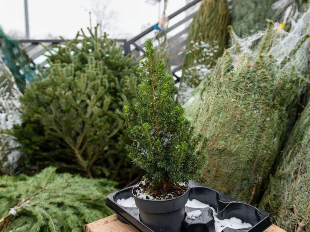 Всего один: единственный елочный базар в Можайске откроется на улице 20 Января