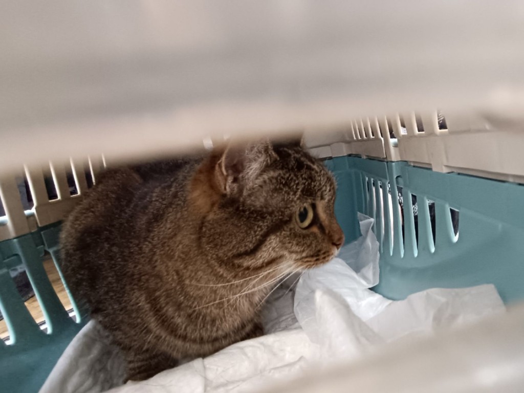 Карантин в Раменском: в нескольких населенных пунктах обнаружено бешенство