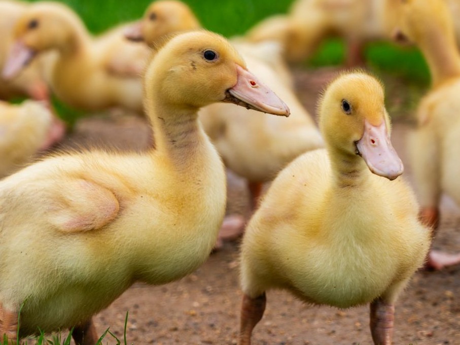 Новую утиную ферму на 125 тысяч птиц построят в Можайском округе