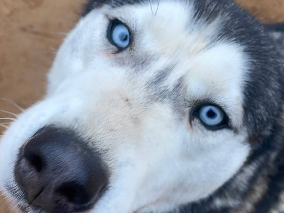 Искра добра зажигает дружбу: студенты Можайского техникума поддержали подопечных местного питомника