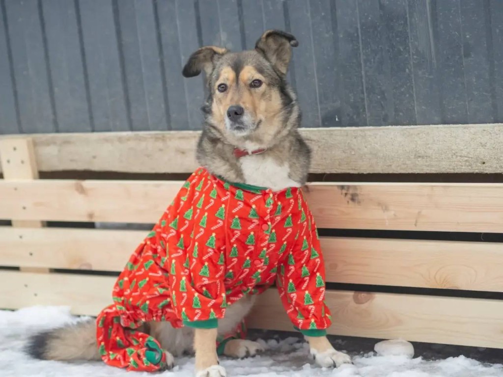 Как выбрать пушистика: советы из приюта «Ч-хвостики» тем, кто готов к «усыновлению» животного