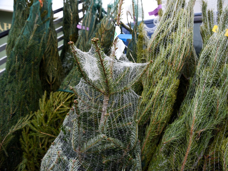 Купили елку: как в Солнечногорске правильно провезти дерево в транспорте