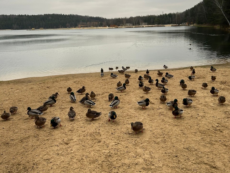 Утки на карьере изголодались и вышли на берег: чем кормить пернатых