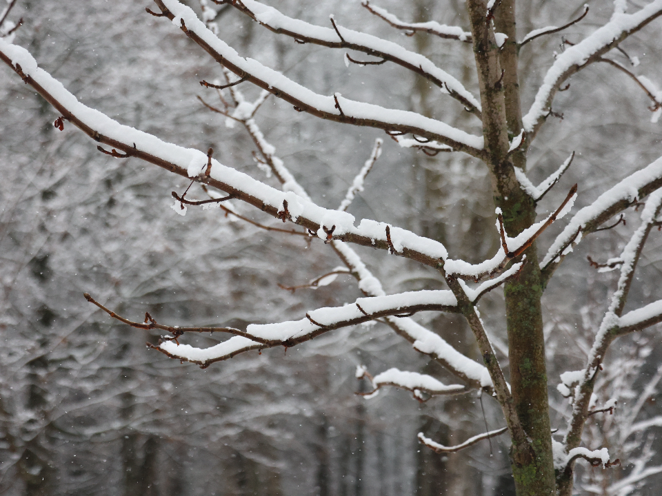 В ожидании снега и мороза: синоптики рассказали о погоде в Подмосковье до конца декабря