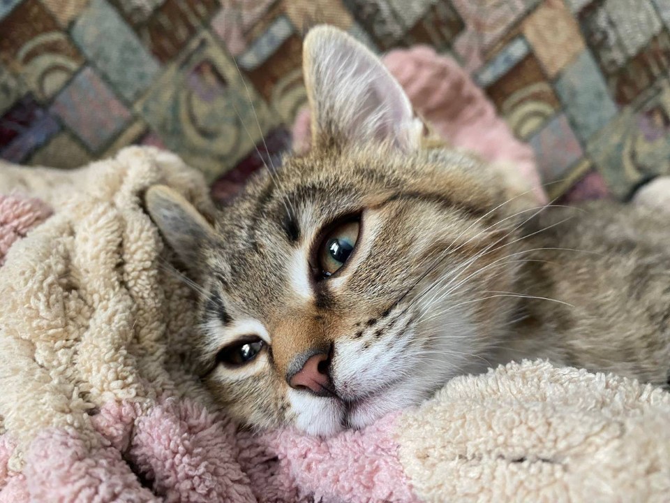 Стресс от расставания: как коты переживают разлуку с хозяином