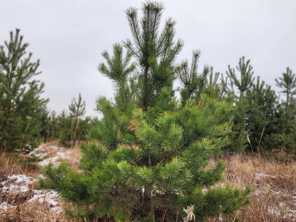 Луховицкие лесничие вышли на охрану елочек