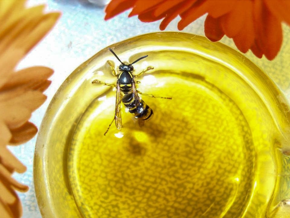 Осы проснулись из-за тепла:  голодные и злые насекомые атакуют жителей Сергиева Посада