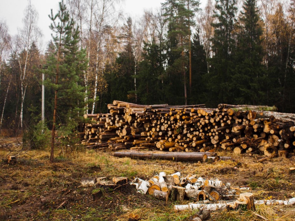 «Тихие убийцы» в лесу: почему вырубка сухостоя — вопрос безопасности грибников, туристов и автомобилей
