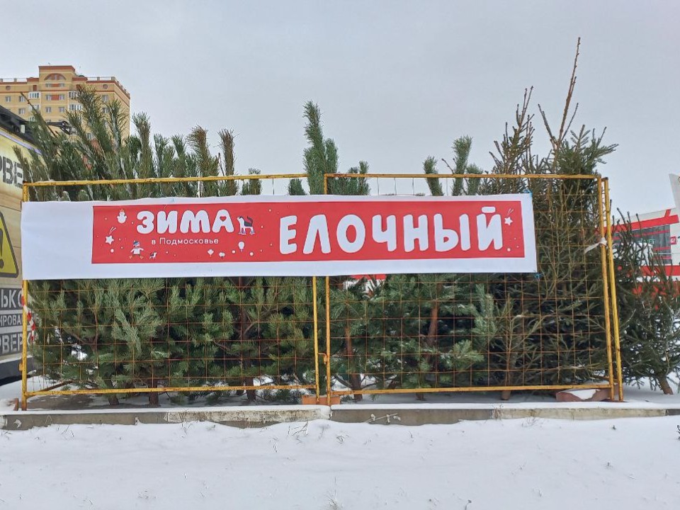 Где в Электростали можно купить живую новогоднюю ель