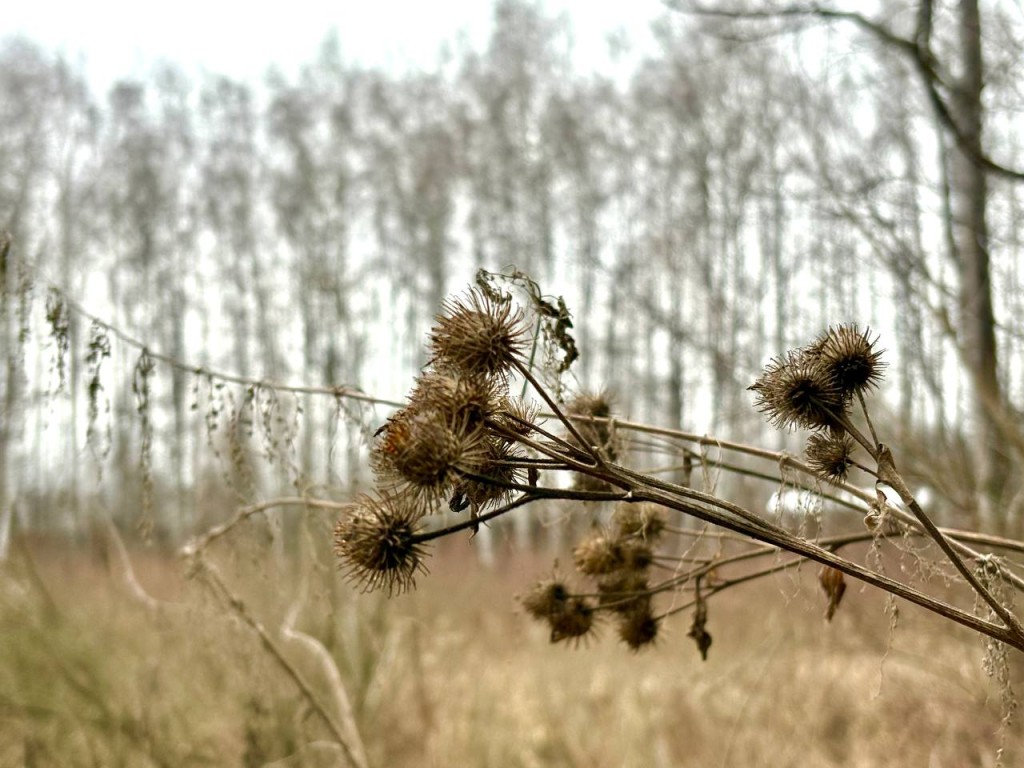 Что ждать от погоды в выходные? Синоптик спрогнозировал волну декабрьской оттепели