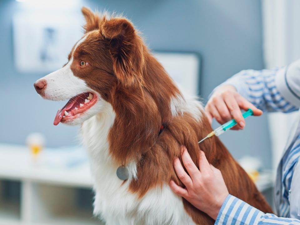 Где во Фрязине проверить здоровье домашних животных