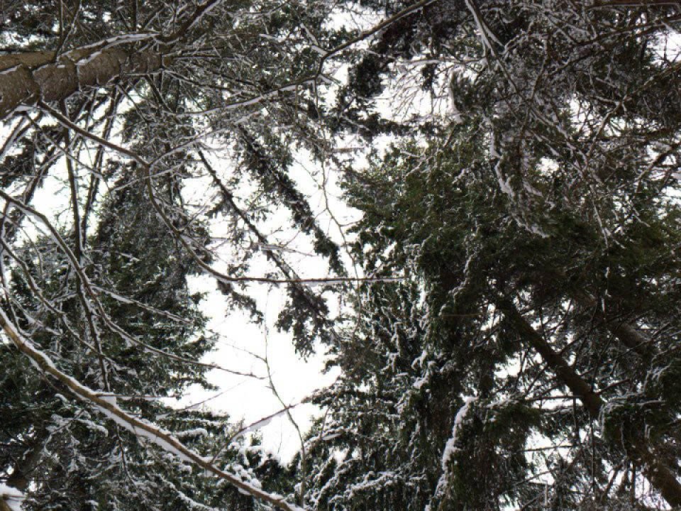 Метель и крепкие морозы до -21°: атлантический циклон обрушится на Подмосковье в Новый год