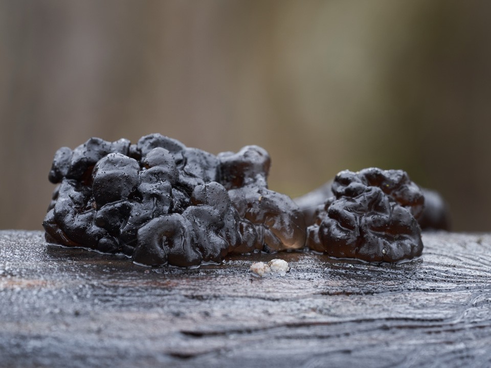 Отпугивающий ведьм гриб обнаружили в лесах Балашихи