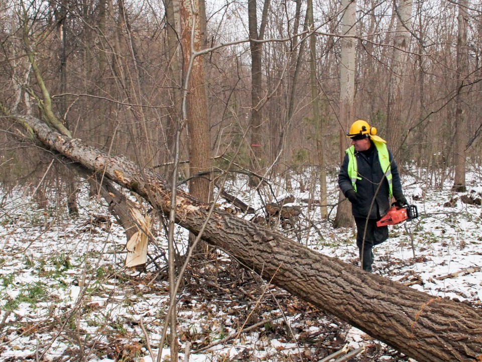 Программу «Чистый и здоровый лес» запустили в Подмосковье