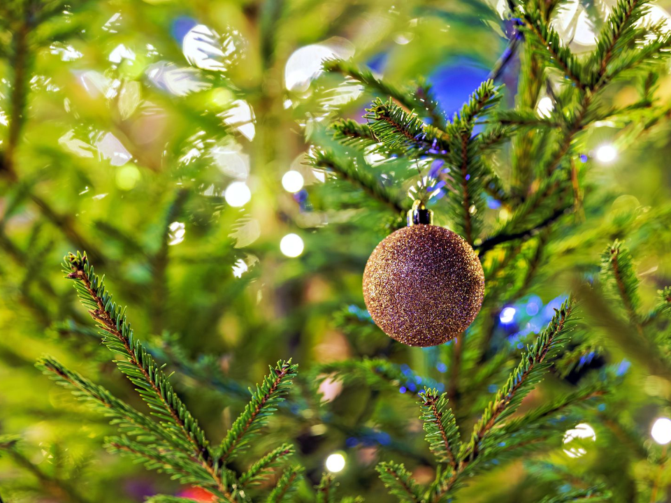 Готовимся к Новому году: красногорцы могут привезти домой елку бесплатно в поездах ЦППК