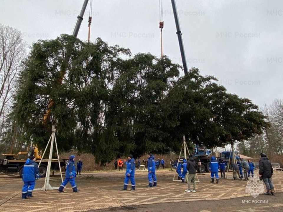 Елка для Кремля: как главное дерево страны прошло проверку спасателей Подмосковья