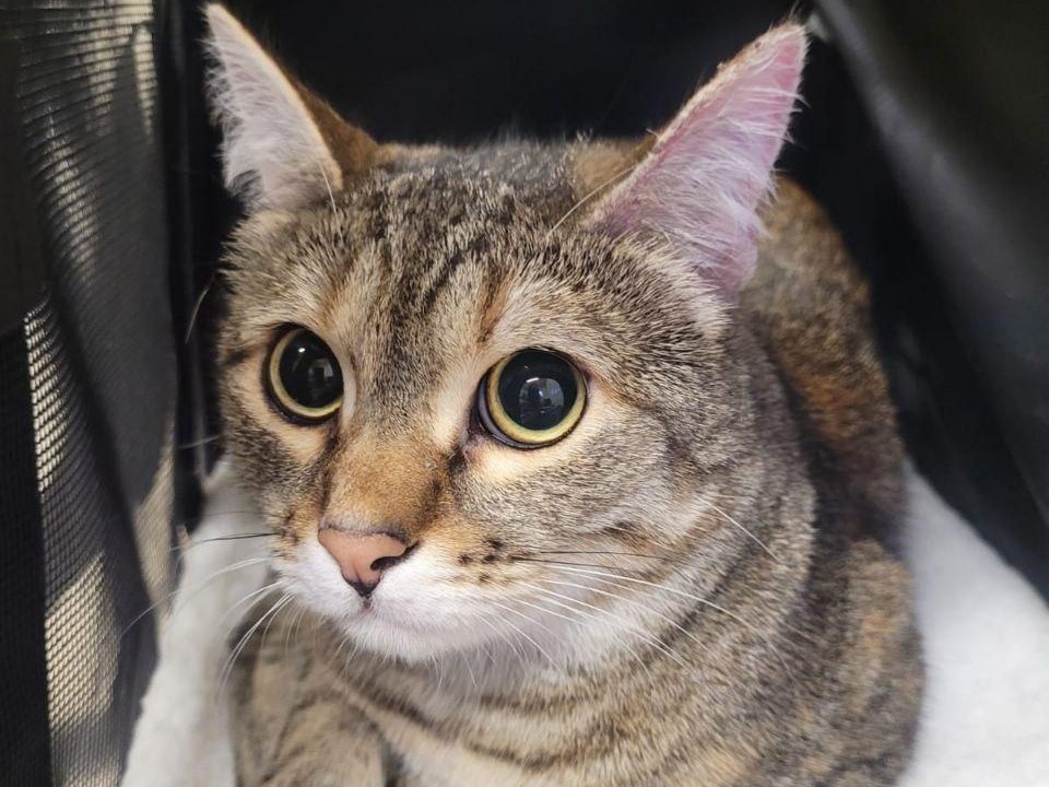 Мурка и ее зудящая проблема: что такое нотоэдроз и почему владельцам кошек стоит быть начеку