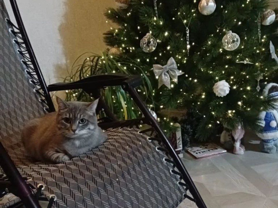 Салюты пугают, мишура манит: как уберечь питомца в новогодние праздники и куда звонить, если что‑то пошло не так