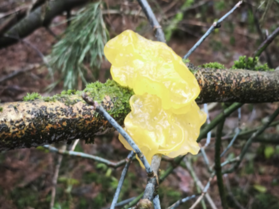 Грибник под Пушкино нашел на дереве жуткий оранжевый «мозг»