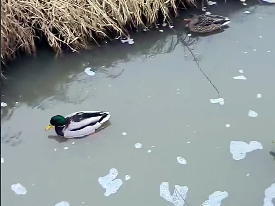 В Одинцове расследуют сбросы в реку Саминка