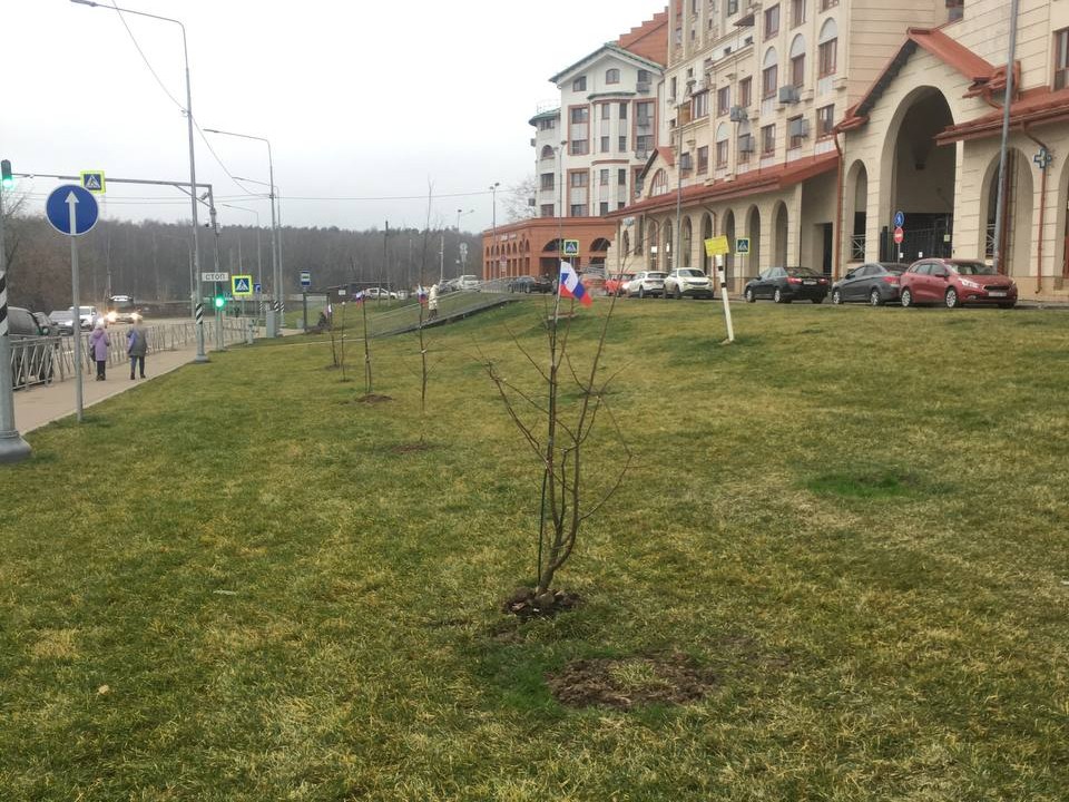 От идеи к зеленой аллее: жители продолжают высадку деревьев на Римском проезде