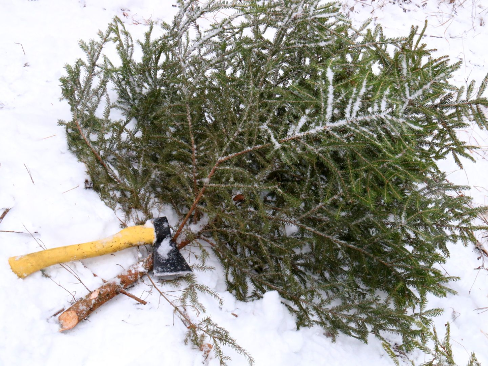 Елочные клещи атакуют: что делать, чтобы не стать жертвой опасных паразитов