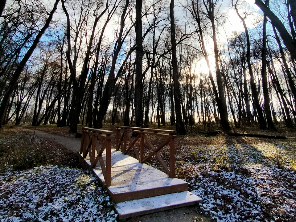 Стало известно самое романтичное место в Даровом: там много деревьев и бобры