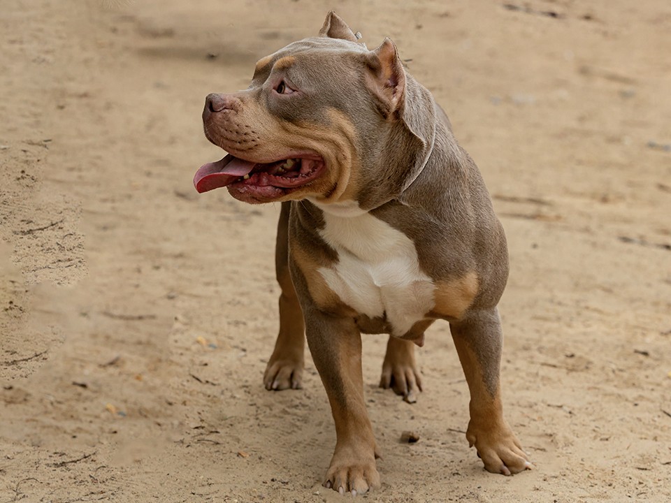 Питбуль без поводка на детской площадке возмутил жителей в Солнечногорске