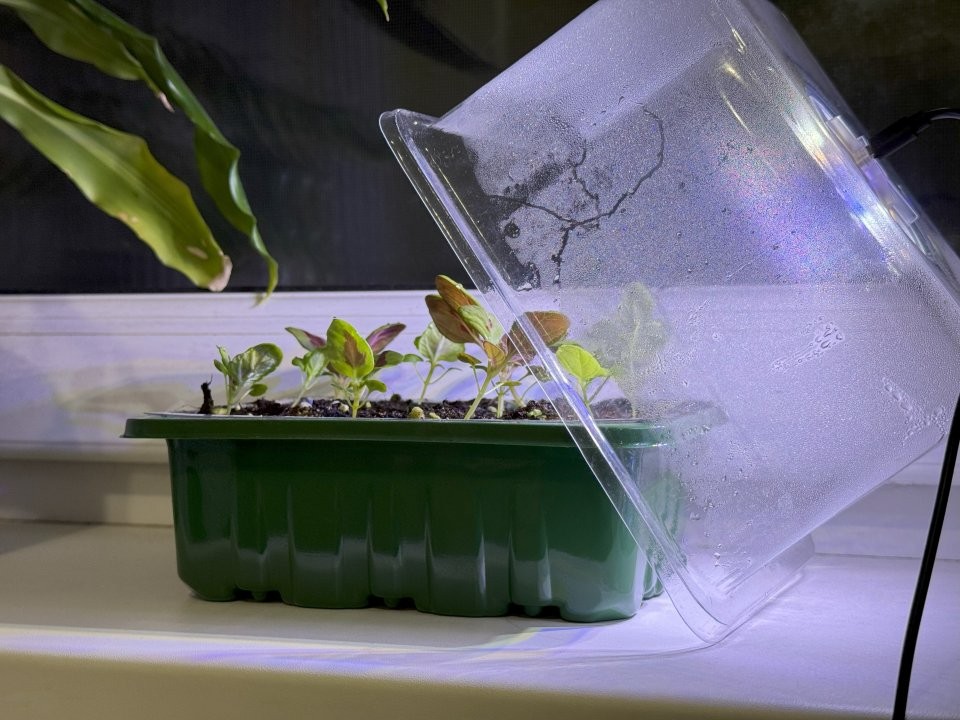 Какую рассаду сажать в декабре 2025 года по лунному календарю: хорошие и плохие дни