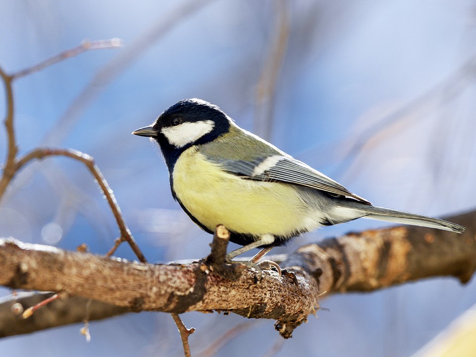 Пернатые пародисты и садовники с хвостами: каких обитателей Фрязинского лесопарка можно встретить зимой