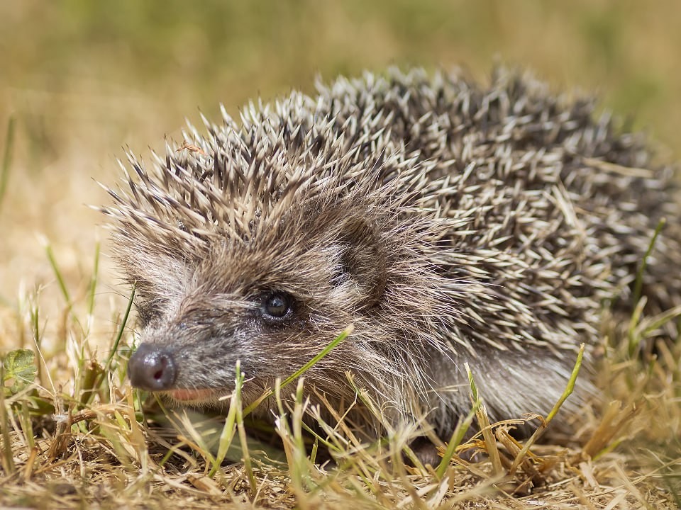 Жители Шатуры сняли на видео ежа, который «проспал» свою спячку