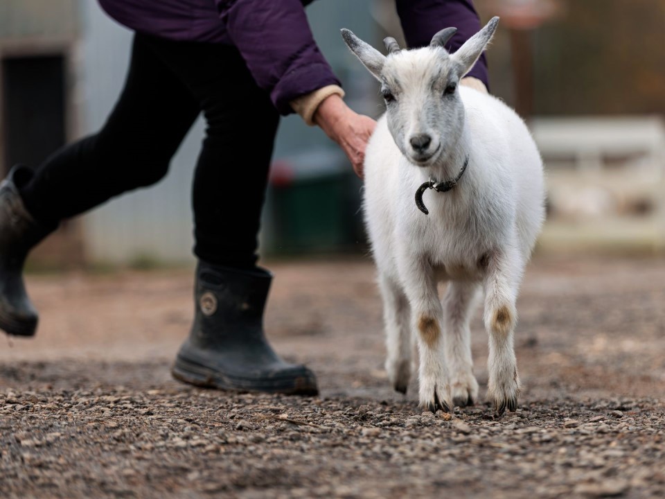 Козы здоровы — покупатели довольны: история одной плановой проверки в Сергиевом Посаде