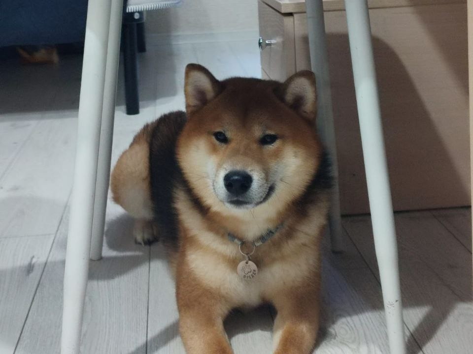 Как завести питомца без риска для здоровья, объяснили в Роспотребнадзоре