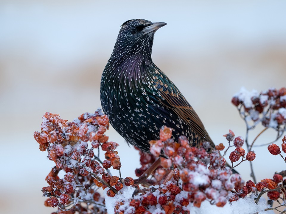 Ваш рейс отменяется: почему все больше птиц зимуют в Подмосковье