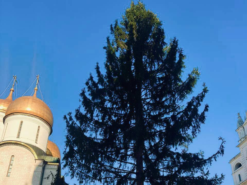 Новогоднюю ель из Рузы в Кремле украсят к праздничным утренникам