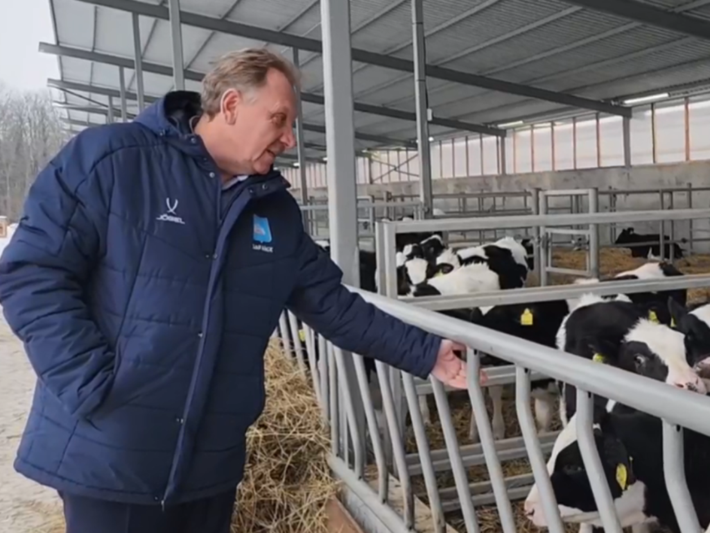 Телята, которые будут давать молоко для зарайцев, на новом месте чувствуют себя прекрасно