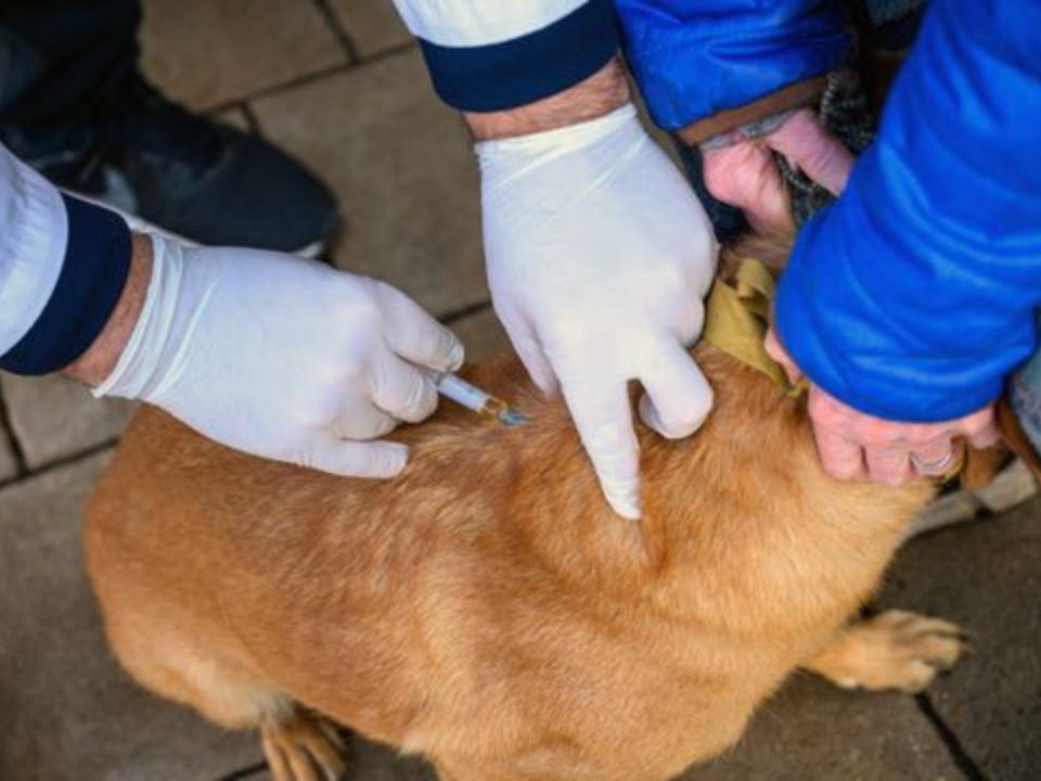Бешеная собака? Страшный диагноз подозревают у животного  в Подольске