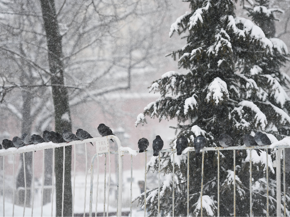 Аввакумов день 2025: как по приметам 15 декабря предсказать, будет ли снег на Новый год