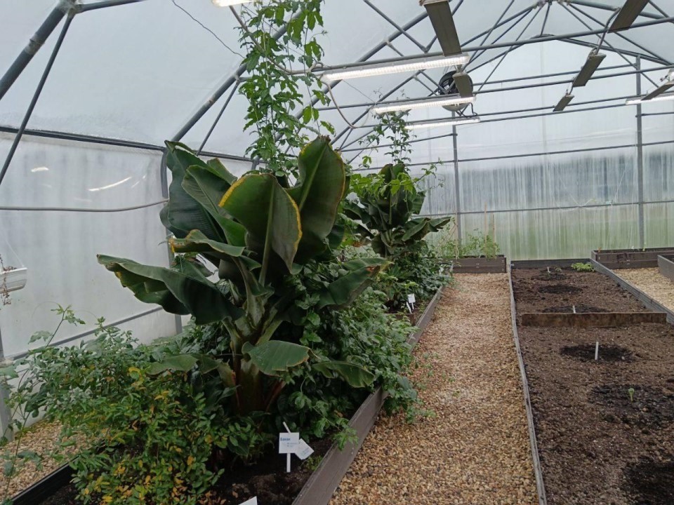 Тропики в Подмосковье: на КПО в Солнечногорске собрали первый урожай маракуйи