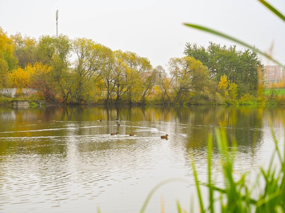 Нижний Ащеринский пруд победил в голосовании за очистку водоемов