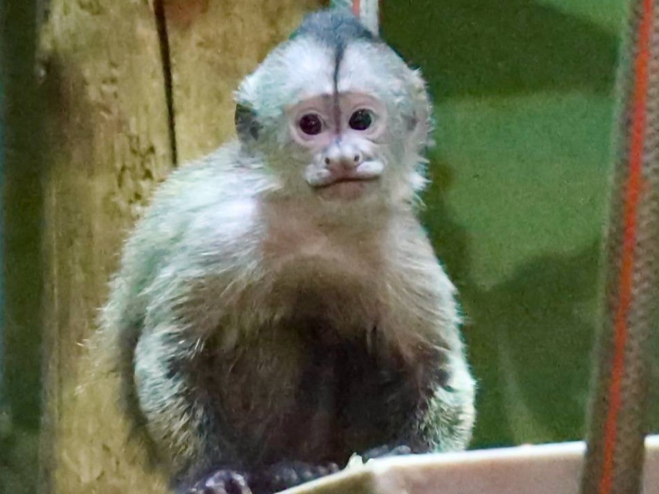 Символ семьи: имя для детеныша капуцина-плаксы выбрали по слогам имен его родителей