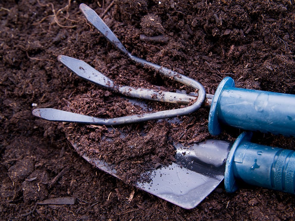 Сад начинает плодоносить с первого дня: что решает судьбу урожая