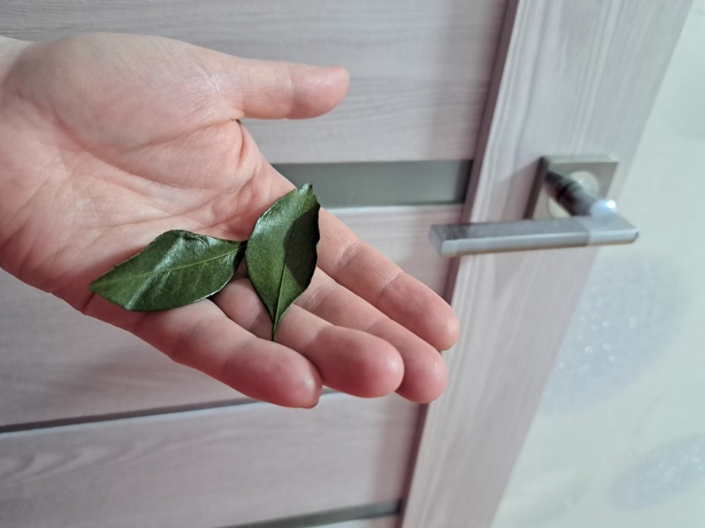 Почему лавровый лист прячут в шкафу среди одежды — польза, о которой знают не все