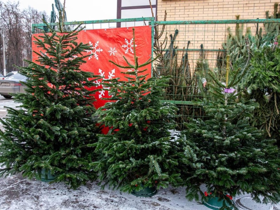 Ель, пихта, сосна: где в Подольске купить живую ель и отдохнуть с детьми