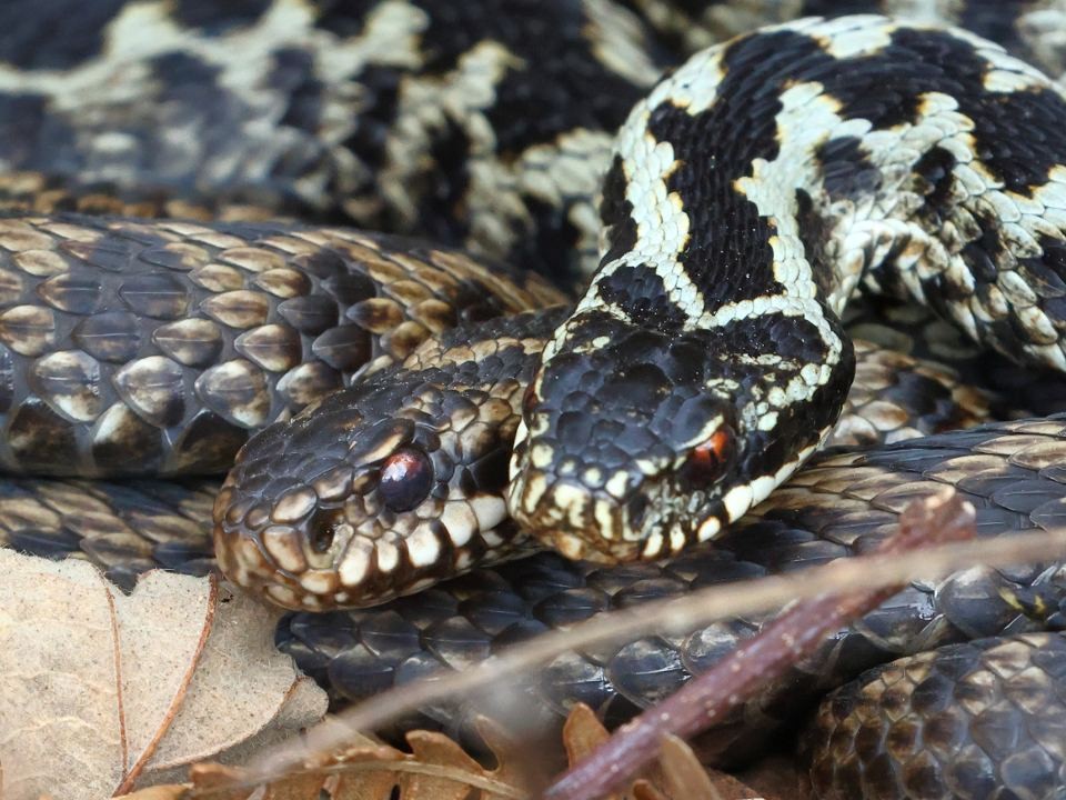 «Концерты» для змей устраивает житель Пушкино и сводит с ума соседей