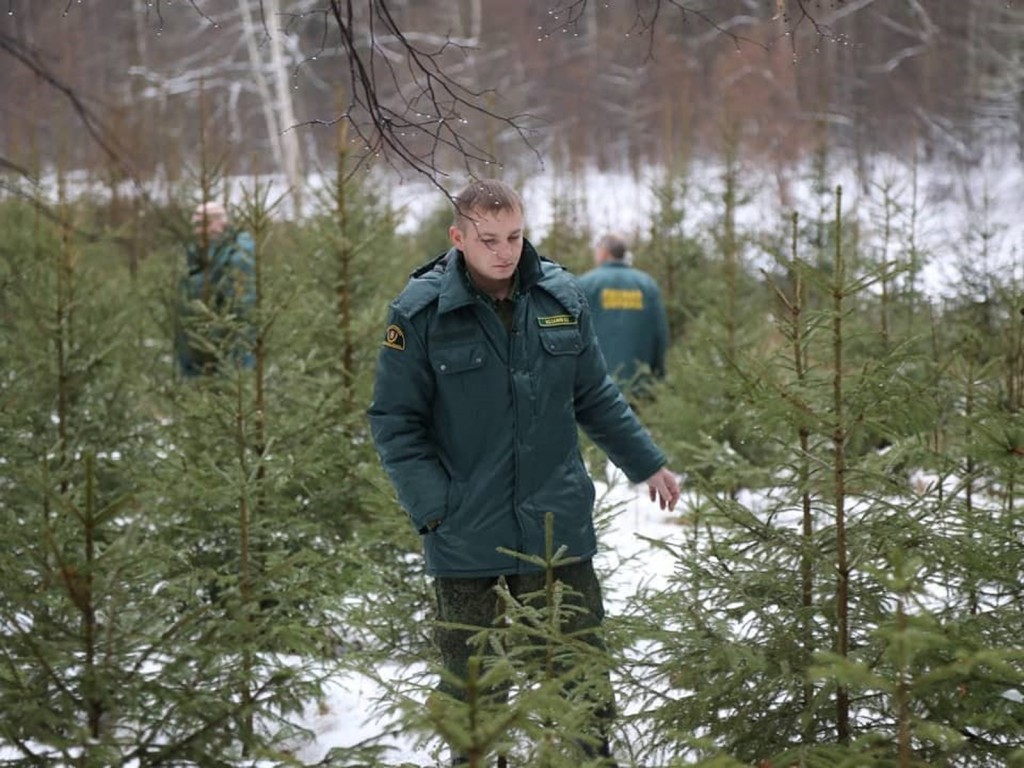 Сохраните чек: полиция и лесники начинают массовые проверки машин с елками