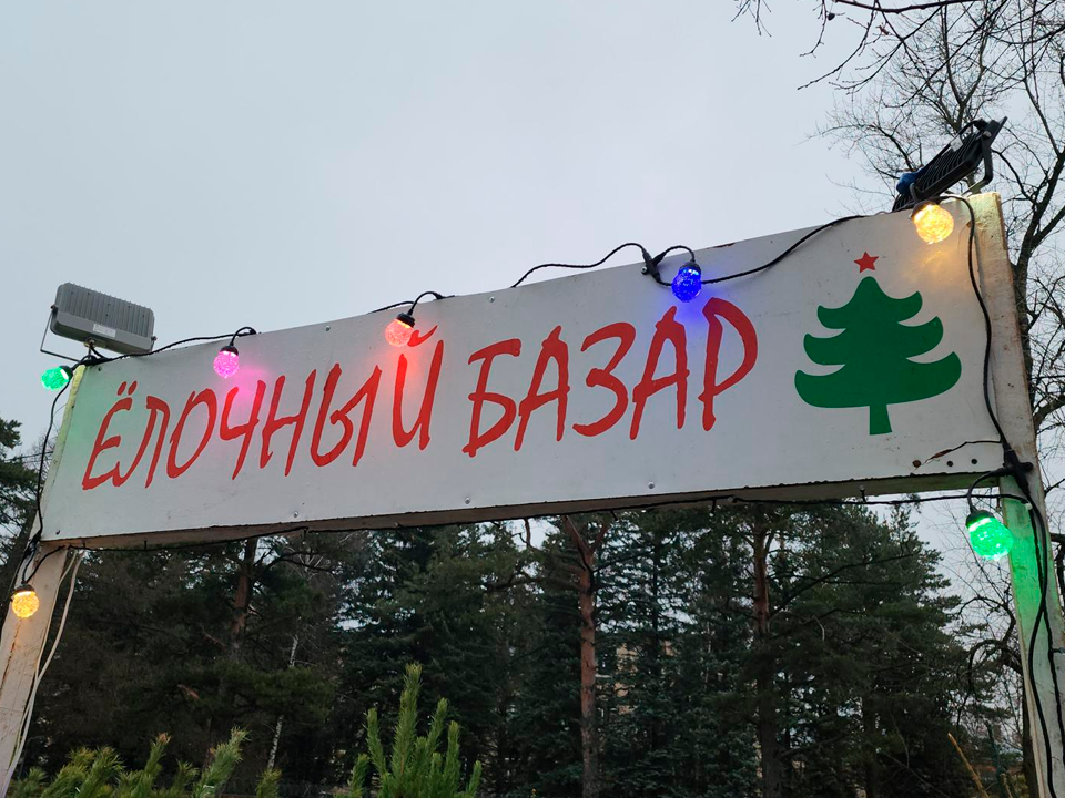 Где купить живую елку вплоть до 31 декабря в Королеве